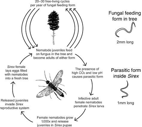 Parasitic Wasp Life Cycle Toxoplasmosis