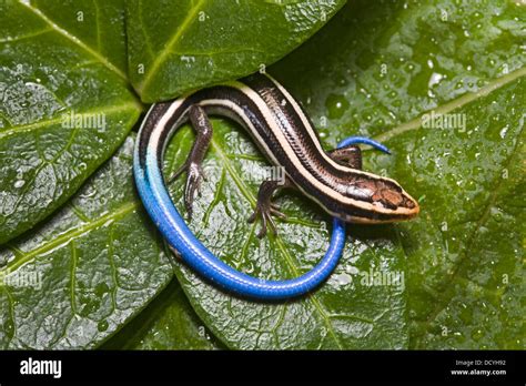 A Five Lined Skink Better Known As A Blue Tailed Skink Plestiodon