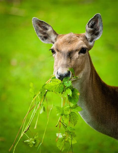 Large Set Of Whitetail Buck Antlers Side View Stock Image Image Of