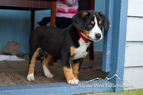 Entlebucher Mountain Dog Puppies In Vancouver Bc Canada Litters