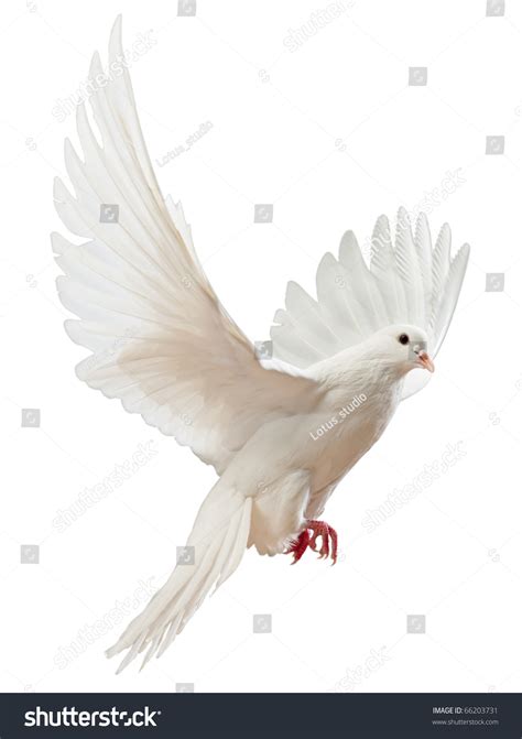 A Free Flying White Dove Isolated On A White Background Stock Photo