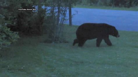 Black Bear Captured Euthanized At Berrien County Park
