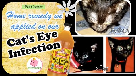 cat eye infection home remedy for our newly adopted cat ️ missonabudget youtube