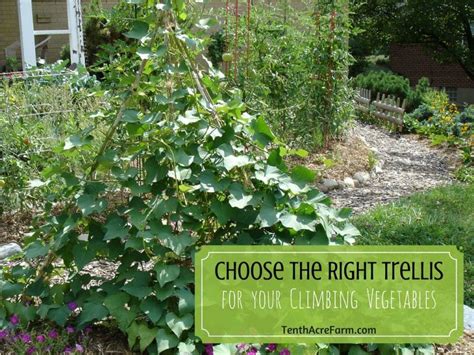 Choose The Right Trellis For Your Climbing Vegetables Gurke Spalier