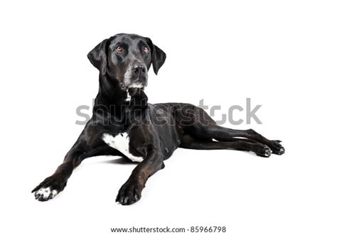 Black Labrador White Spot On Chest Stock Photo 85966798 Shutterstock