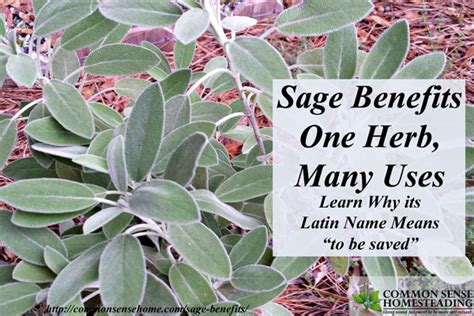 Sage Benefits One Herb Many Uses