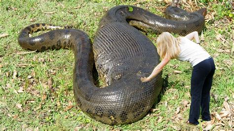 Anaconda