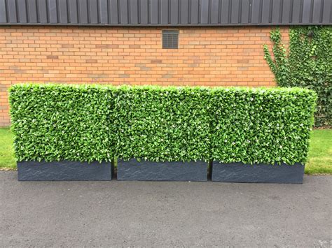 Our Client Apply This Different Artificial Hedge For Planter Perfect