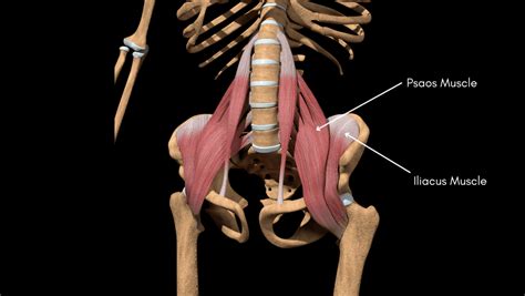 Hip Flexor Pain Anatomy Causes And Physical Therapy Treatment
