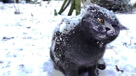 Cats In Snow Compilation Youtube