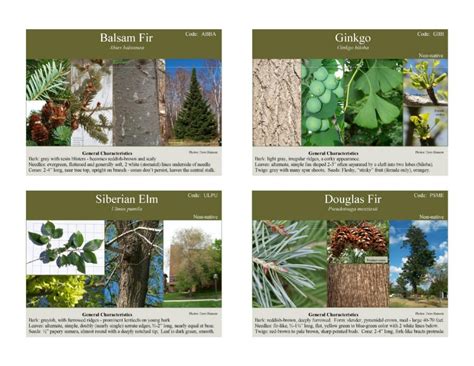 Minnesota Tree Identification Cards 35x5 Inch