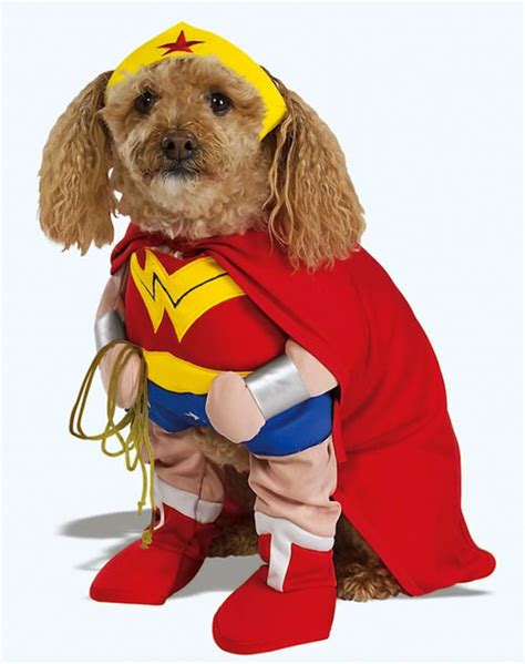 16 Cute And Adorable Dogs Dressed Up As Superheroes