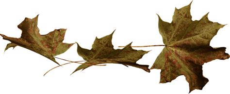Осенние веточки, листочки — Яндекс.Диск | Leaf tattoos, Maple leaf tattoo, Maple leaf