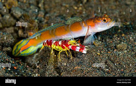 Snapping Shrimp Alpheus Randalli Hi Res Stock Photography And Images