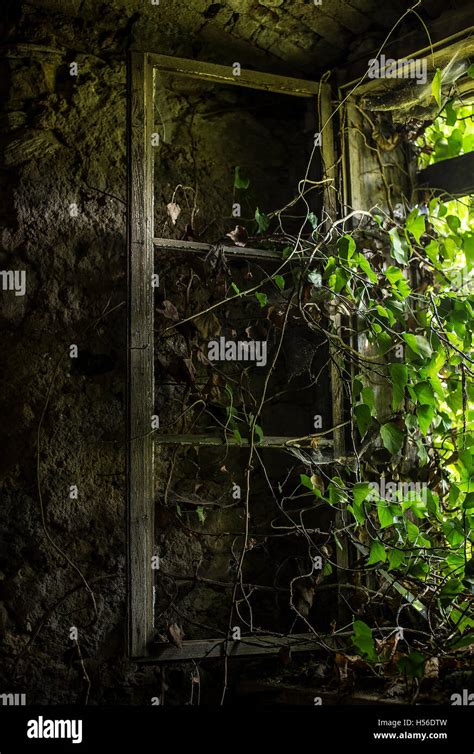 Old Window In Abandoned Place Covered With Ivy Stock Photo Alamy