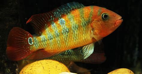 Benefits Of Keeping Amphilophus Festae Fish In An Aquarium And How To