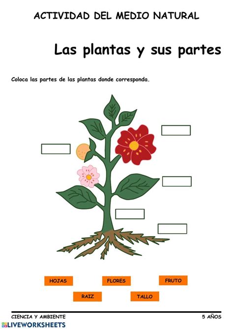 Ficha Interactiva De Partes De La Planta Para Educación Infantil 5 Años