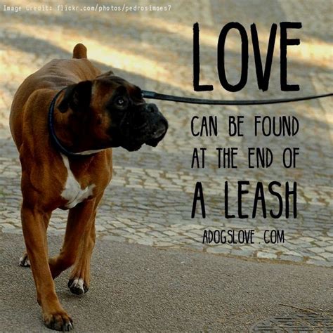 Pin By Tiffany Hale On Boxer Boxer Dogs Boxer Dog Quotes Dog Quotes