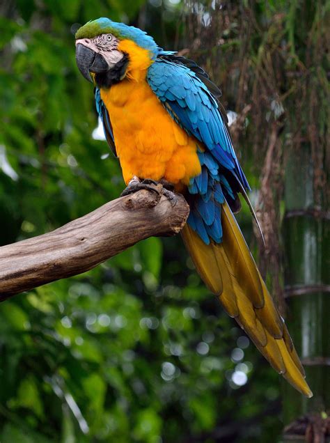 Blue And Yellow Macaw Ara Ararauna Macaw Parrot Animals