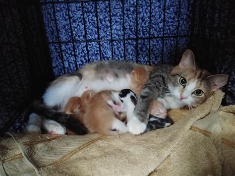A cat my friend took in just had 7 kittens : r/cats