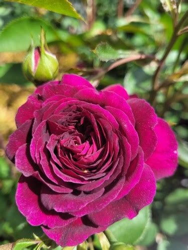 Róża Purple Eden Weksmopur Pa Bukszpanikpl Szkółka Roślin Ozdobnych
