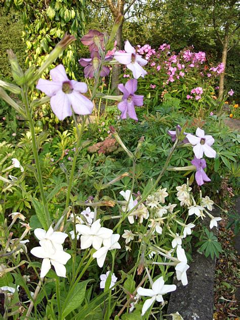 The other key to successful transplanting is to provide plenty of moisture around the newly transplanted tobacco seedling. Kelli's Northern Ireland Garden: Nicotiana (Tobacco Plant ...