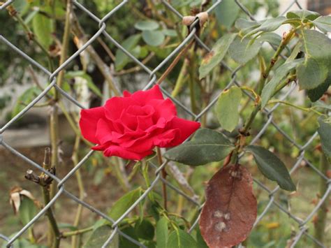 Roses On Fences How To Grow Roses On A Fence