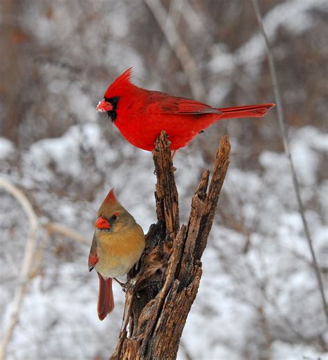 Cardinal Couple In Winter Beautiful Birds Birds Cardinal Birds
