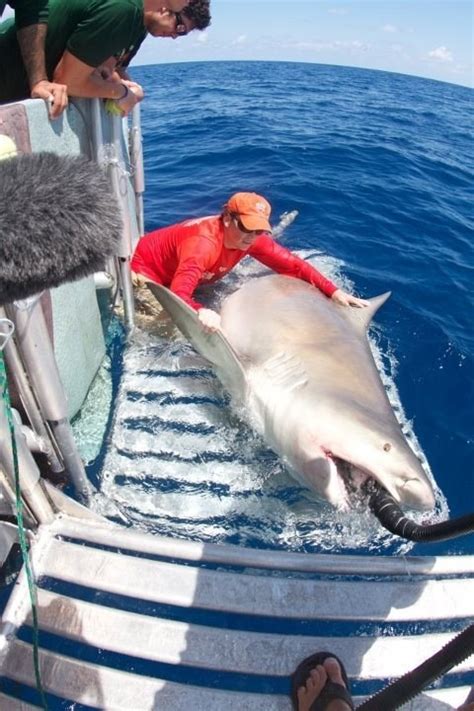 1000 Pound Bull Shark Caught By Researchers Cbs News