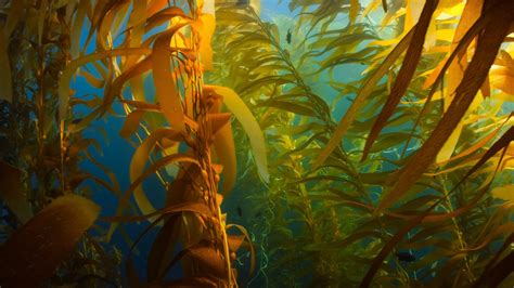 Download Astonishing Underwater Seaweed Kelp Plantation Wallpaper