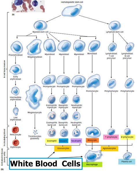 White Blood Cells Flow Chart