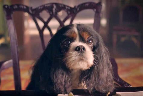 Behind The Scenes With Tori Aka Dash The Dog From ‘victoria