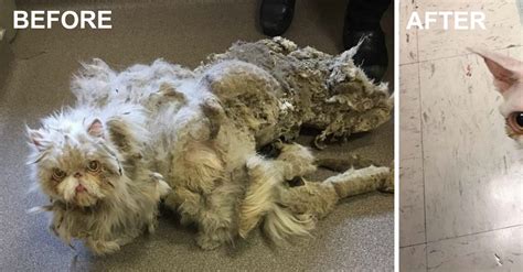 Matted fur is a condition that occurs mostly in longhaired cats when their fur becomes knotted and entangled. Cat Covered In Matted Fur Looks UNRECOGNIZABLE After Being ...