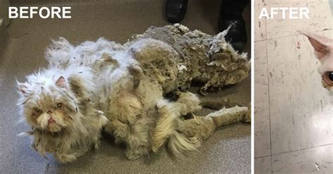 A wide variety of cats matted fur options are available to you, such as technics, use. Cat Covered In Matted Fur Looks UNRECOGNIZABLE After Being ...