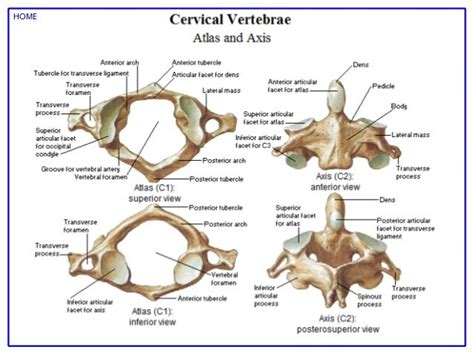Image Result For Atlas Anatomy Anatomia Vértebra Cervical Papel E