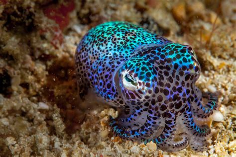 Need To Know Cephalopods Dive Magazine Cephalopod Marine Life