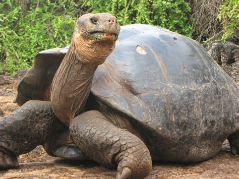 The Galapagos Tortoise Facts And Pictures The Wildlife