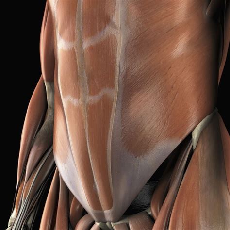 Meet Your Ab Muscles To Find Out How They Work The Rectus Abdominis Workout For Flat Stomach