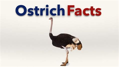 Ostrich Facts Youtube Animal Facts Ostrich Facts