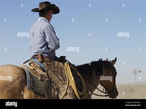 Cattle On West Texas Ranch Stock Photos And Cattle On West Texas Ranch