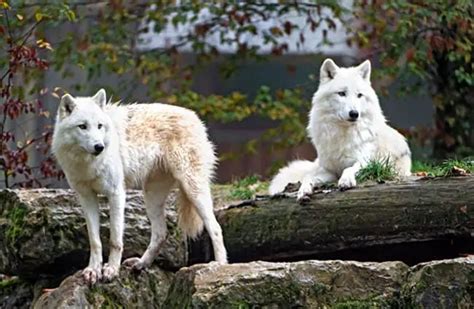Arctic Wolf Habitat For Kids