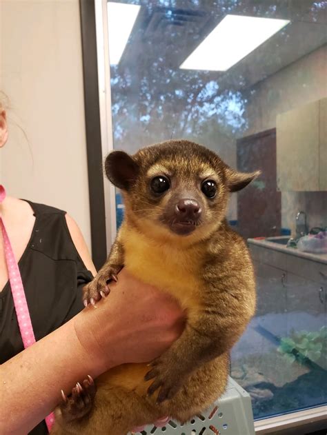 Exotic Services | Pawsitive Pet Care