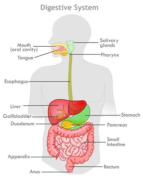 Digestive System Anatomy Diagram Human Organs Mouth Salivary Glands
