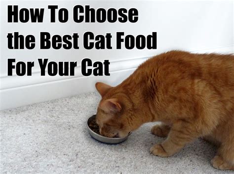 A cat's particular dietary needs, and anything else that is currently working or not. How to Choose the Best Cat Food for Your Cat | Best cat ...