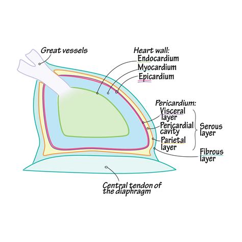 Fibrous Pericardium Diaphragm
