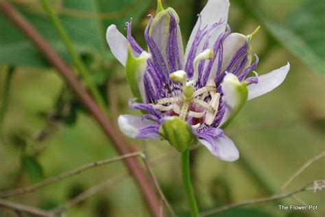 The Flower Pot Passion Flower