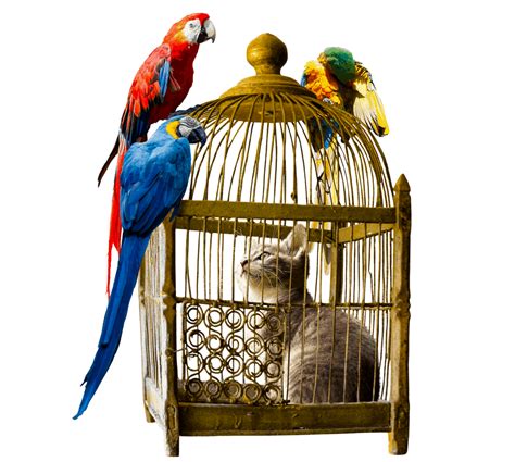 Can Parrots And Cats Live Together Revealed Parrot Website