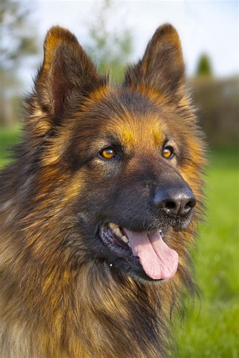 Dog German Shepherd Animal · Free Photo On Pixabay