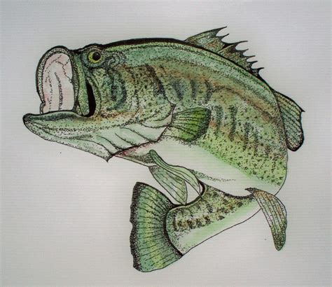 Items Similar To Large Mouth Bass Pen And Inkwatercolor On Etsy
