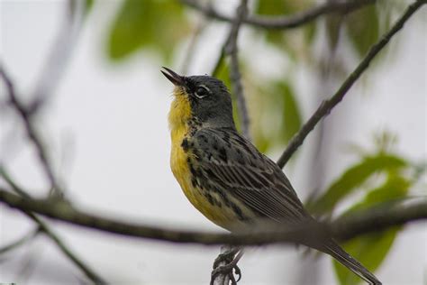 Bringing A Bird Back From The Brink Of Extinction Usda